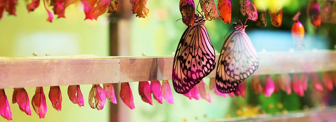 Le cycle de vie du papillon